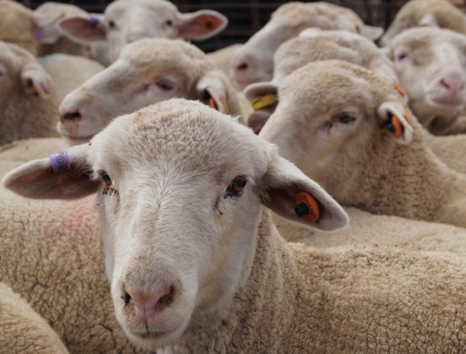 Does shearing increase lamb growth Farm Tender "Prime"